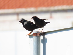 Acridotheres cristatellus