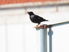Acridotheres cristatellus