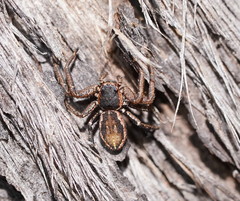 Tharpyna campestrata