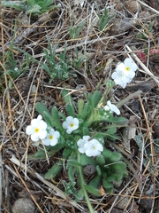 Plagiobothrys collinus californicus