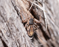 Tharpyna campestrata