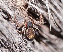 Tharpyna campestrata