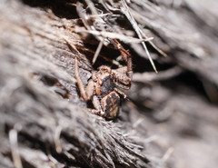 Tharpyna campestrata