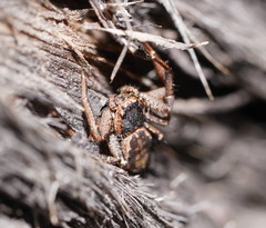 Tharpyna campestrata