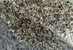 Xanthoparmelia angustiphylla image