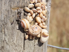 Theba pisana