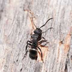 Polyrhachis phryne