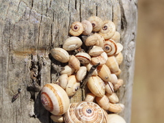Theba pisana