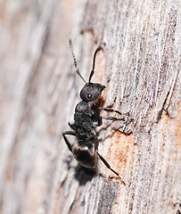 Polyrhachis phryne