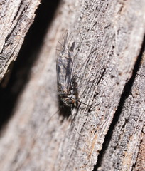 Psocetae