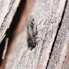 Psocetae