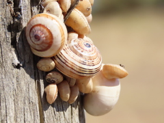Theba pisana
