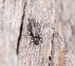 Psocetae