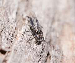 Psocetae