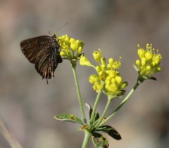 Callophrys gryneus