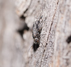Psocetae
