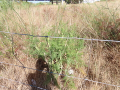 Foeniculum vulgare
