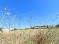 Foeniculum vulgare