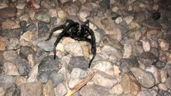 Aphonopelma gabeli