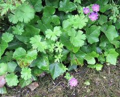 Geranium pyrenaicum