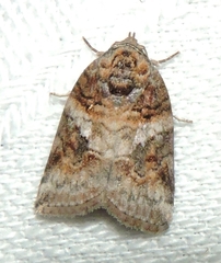 Garella vallata