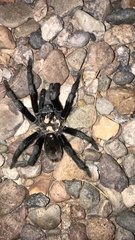 Aphonopelma gabeli