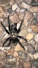 Aphonopelma gabeli