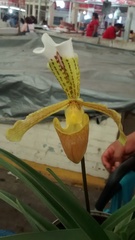 Paphiopedilum