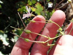 Pelargonium patulum patulum