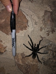 Aphonopelma gabeli