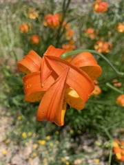 Lilium pardalinum vollmeri