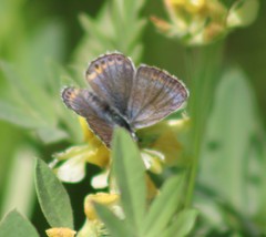 Plebejus anna