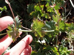 Pelargonium patulum patulum