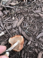 Collybiopsis luxurians