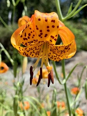Lilium pardalinum vollmeri