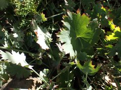 Pelargonium patulum patulum
