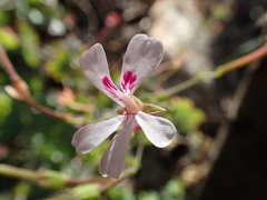 Pelargonium patulum patulum