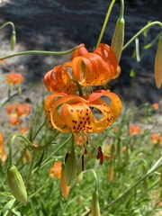 Lilium pardalinum vollmeri