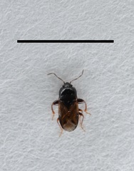 Plinthisus woodwardi