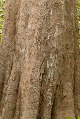 Sideroxylon foetidissimum