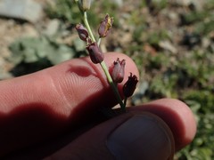 Streptanthus barbatus