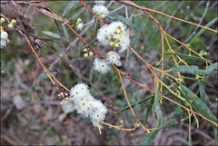 Eucalyptus amygdalina