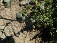 Streptanthus barbatus