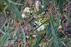 Eucalyptus amygdalina