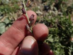 Streptanthus barbatus