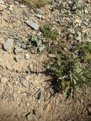 Streptanthus barbatus