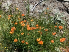 Lilium pardalinum vollmeri