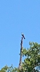 Ictinia mississippiensis