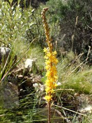 Bulbine cepacea