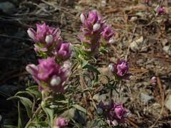 Orthocarpus cuspidatus